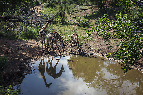 포토 JPG 해외이미지 동물 야생동물 포유류 아프리카 자연 국립공원 3 풍경 사람없음 가로 반사 마시기 연못 황무지 보호 기린 사파리 남아프리카 보츠와나 보호구역 해외202008 해외포토 공원 나라 컨셉 모션 생태계 구역 파일형식