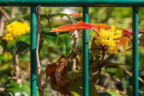 포토 JPG 해외이미지 식물 계절 꽃 잎 자연 사람없음 야외 장식 빨간색 초록색 울타리 컬러풀 노란색 금속 정원 봄 성장 벚꽃 바 개화 원예 화단 철강 철책 해외202008 해외포토 컬러 재질 취미 담장 생태계 파일형식