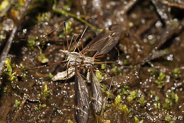 포토 JPG 해외이미지 동물 나비 곤충 자연 사람없음 딱정벌레 육식동물 해외202008 해외포토 생태계 파일형식