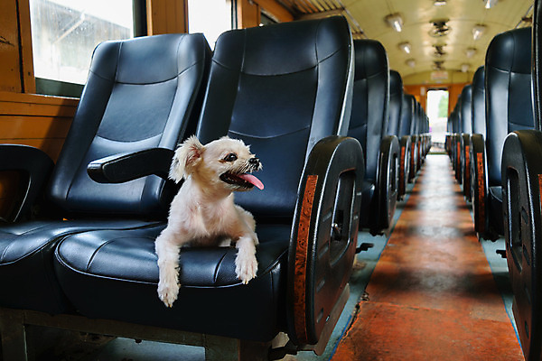 포토 JPG 해외이미지 한마리 여행 의자 사람없음 반려동물 개 해외202008 해외포토 동물 1 가구 포유류 파일형식