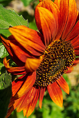 포토 JPG 해외이미지 식물 꽃잎 꽃 꽃무늬 패턴 자연 해바라기 사람없음 야외 빨간색 컬러풀 정원 활발 성장 벚꽃 개화 질감 내추럴 해외202008 해외포토 컬러 컨셉 무늬 생태계 파일형식