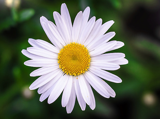 포토 JPG 해외이미지 식물 꽃잎 꽃 줄기 꽃무늬 자연 사람없음 야외 초록색 여름 빛 햇빛 노란색 정원 흰색 개화 허브 화단 제비 캐모마일 많음 해외202008 해외포토 계절 컬러 컨셉 무늬 조류 태양 생태계 파일형식