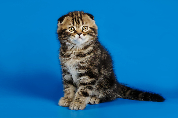 포토 JPG 해외이미지 동물 응시 행복 백그라운드 포유류 영국 털 미술 사람없음 반려동물 컬러풀 갈색 검은색 고양이 회색 흰색 유머 개 강아지 스케치 얼룩무늬 송곳니 고립 기르기 접기 스코틀랜드 해외202008 해외포토 시선 감정 유럽 컬러 무늬 모션 문화예술 치아 돌봄 파일형식