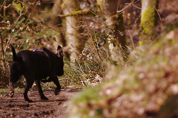포토 JPG 해외이미지 동물 공원 행복 얼굴 새끼 장난 포유류 자연 털 사람없음 야외 반려동물 검은색 산책 입 개 강아지 숲 테리어 잡종 송곳니 기르기 해외202008 우호적 해외포토 공공시설 감정 컬러 컨셉 휴식 신체부위 치아 생태계 돌봄 파일형식