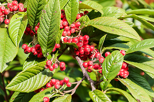 포토 JPG 해외이미지 나무 식물 계절 열매 백그라운드 과일 자연 사람없음 장식 빨간색 정원 맑음 젖음 가을 나뭇가지 관목 내추럴 숙성 해외202008 해외포토 컬러 날씨 생태계 파일형식
