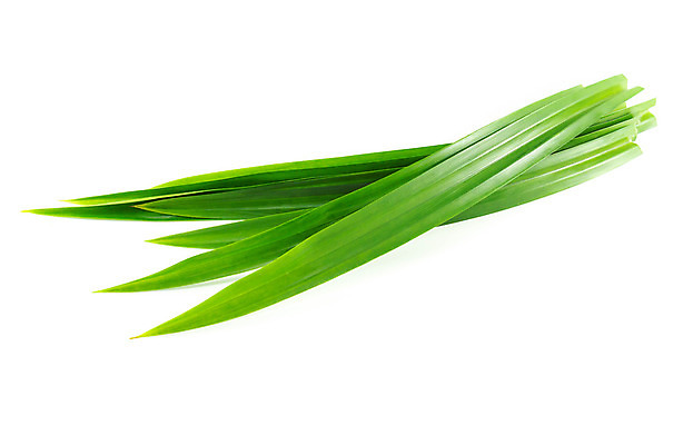 포토 JPG 해외이미지 식물 아시아 음식 백그라운드 잎 농업 재료 태국 자연 건강 요리 사람없음 치료 장식 초록색 여름 스파 흰색 신선 최고 달콤 허브 질감 향기 냄새 아로마 내추럴 고립 해외202008 해외포토 계절 나라 산업 컬러 의학 맛 생태계 파일형식