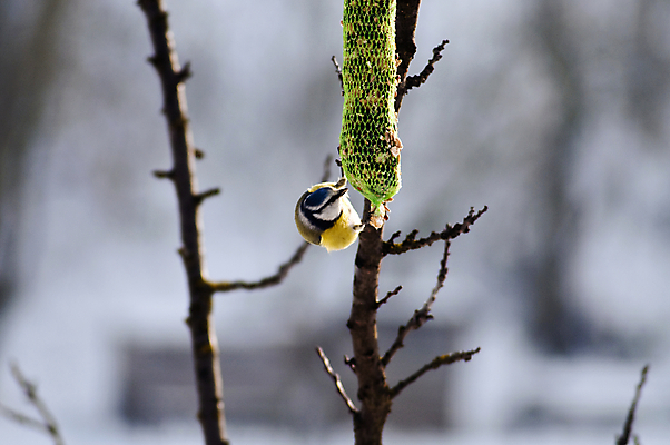 포토 JPG 해외이미지 나무 동물 1 남자 야생동물 음식 겨울 자연 조류 씨앗 사람없음 목재 초록색 파란색 컬러풀 갈색 노란색 정원 추위 흰색 나뭇가지 작음 먹기 기아 깃털 싱글 부리 서식지 내추럴 수유 해외202008 해외포토 식물 계절 컬러 재료 모션 사람 크기 사회이슈 생태계 파일형식