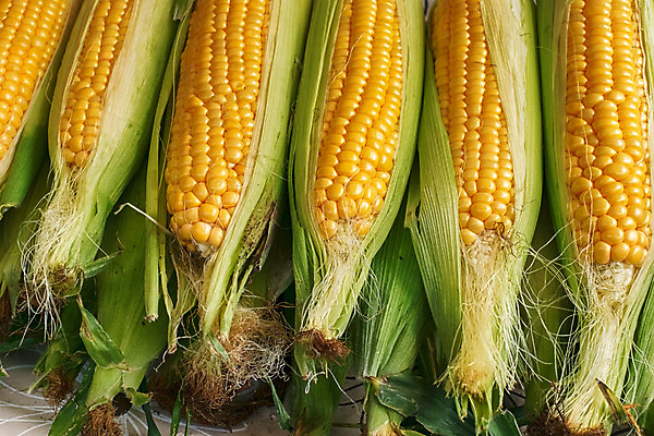 포토 JPG 해외이미지 식물 잡화 음식 백그라운드 잎 농업 다이어트 채소 과일 재료 건강 옥수수 요리 사람없음 초록색 농작물 컬러풀 농장 상점 주방 수확 신선 그룹 시장 황금 달콤 낟알 시리얼 먹기 고객 유기농 날것 끓이기 삶기 수유 숙성 채식주의자 해외202008 해외포토 웰빙 산업 컬러 모션 곡류 맛 채식 파일형식