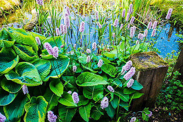 포토 JPG 해외이미지 식물 계절 꽃 유럽 분홍색 백그라운드 꽃무늬 밭 자연 초원 사람없음 야외 초록색 여름 정원 보라색 봄 벚꽃 개화 내추럴 해외202008 해외포토 나라 컬러 무늬 농업 생태계 파일형식