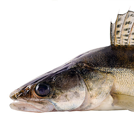 포토 JPG 해외이미지 동물 야생동물 음식 스포츠 백그라운드 자연 낚시 어류 앉기 사람없음 물 여름 강 가을 흰색 신선 잡기 닫기 트로피 해산물 눈금 날것 육식동물 낚시꾼 지느러미 미끼 고립 민물 베이스 해외202008 해외포토 자연요소 계절 컬러 모션 현악기 레저 수중동물 상_우승 생태계 파일형식