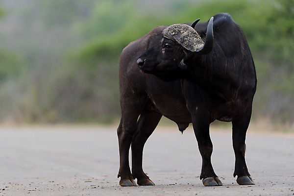 포토 JPG 해외이미지 동물 공원 여자 야생동물 곡선 포유류 가족 아프리카 자연 초식동물 생물 함께함 뿔 사람없음 야외 가로 머리 검은색 게임 소 군중 큼 방목 망토 사파리 황소 서식지 내추럴 남아프리카 동물상 찰과상 해외202008 해외포토 공공시설 나라 선 컬러 컨셉 관계 놀이 사람 신체부위 조형물 축산업 상처 크기 생태계 파일형식