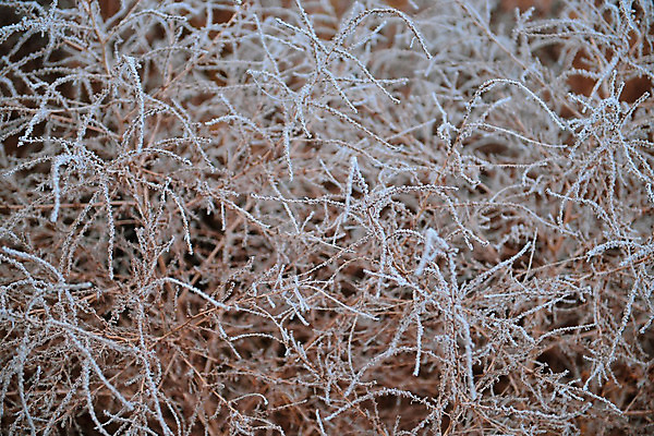 포토 JPG 해외이미지 나무 식물 계절 공원 백그라운드 잎 겨울 꽃무늬 자연 아침 날씨 건조 초원 사람없음 야외 빨간색 초록색 정원 냉동 얼음 추위 백발 가을 흰색 떨어짐 시원함 크리스탈 묘사 빙하 서리 10월 내추럴 해외202008 해외포토 주간 자연요소 헤어스타일 공공시설 꽃 컬러 컨셉 무늬 날짜 광석 생태계 파일형식