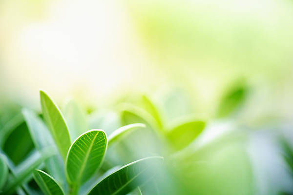 포토 JPG 해외이미지 나무 식물 계절 백그라운드 컨셉 잎 패턴 자연 벽지 추상 잔디 사람없음 초록색 빛 컬러풀 햇빛 태양 우주 환경 정원 맑음 봄 성장 신선 숲 질감 보케 부드러움 내추럴 블러 생태학 카피스페이스 그리너리 효과 해외202008 해외포토 자연요소 교육 컬러 무늬 날씨 공백 감각 생태계 파일형식 트랜드컬러