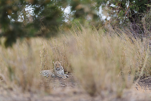 포토 JPG 해외이미지 나무 동물 1 응시 얼굴 야생동물 포유류 아프리카 자연 털 사람없음 야외 가로 고양이 사막 점 황무지 위험 큼 사파리 사냥 육식동물 위치 사냥꾼 표범 남쪽 내추럴 나미비아 남아프리카 보츠와나 웅장함 이국적 힘찬 해외202008 해외포토 식물 직업 시선 나라 컨셉 신체부위 반려동물 크기 방향 생태계 파일형식