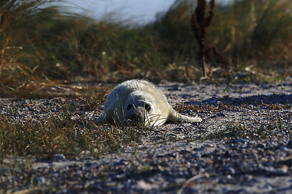 포토 JPG 해외이미지 동물 유럽 야생동물 새끼 모래 바다 섬 겨울 포유류 자연 놀이 털 독일 사랑 해변 사람없음 야외 귀여움 환경 금속 회색 코트 흰색 아기 신생아 보호 물개 모래언덕 북쪽 멸종 대서양 생태학 해외202008 약함 해외포토 계절 교육 감정 나라 컬러 컨셉 재질 사람 바다동물 외투 방향 언덕 생태계 파일형식
