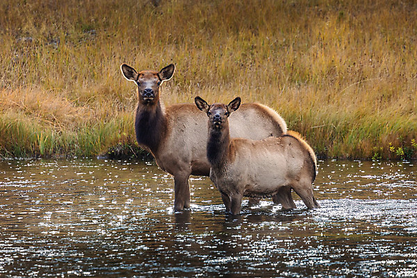 포토 JPG 해외이미지 동물 응시 공원 야생동물 북아메리카 밭 포유류 가족 자연 사슴 국립공원 초원 사람없음 목재 물 강 갈색 미국 가을 황무지 숲 위험 무서움 홍수 탈출 사냥 경보 해외202008 해외포토 자연요소 나무 시선 계절 공공시설 감정 컬러 컨셉 농업 재료 관계 아메리카 자연재해 생태계 파일형식