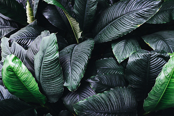 포토 JPG 해외이미지 나무 식물 디자인 백그라운드 잎 패턴 자연 벽지 동화 추상 주택 손바닥 사람없음 장식 가로 초록색 빛 컬러풀 평화 환경 정원 스파 고요 봄 성장 신선 숲 신비 명상 질감 상록수 내추럴 생태학 힙스터 그리너리 해외202008 해외포토 손 계절 교육 패션 컬러 컨셉 무늬 건물 생태계 파일형식 트랜드컬러