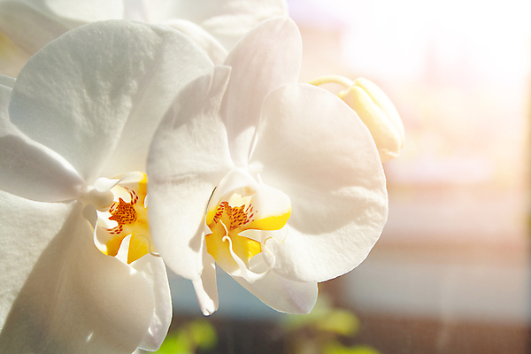 포토 JPG 해외이미지 식물 디자인 꽃잎 꽃 줄기 백그라운드 꽃무늬 창문 자연 유리 사랑 사람없음 목재 장식 여름 노란색 정원 화목 봄 우정 벚꽃 흰색 나뭇가지 신선 난초 재산 우아함 닫기 호접란 이국적 해외202008 해외포토 나무 계절 감정 컬러 컨셉 무늬 재료 모션 재질 금융 친구 생태계 파일형식