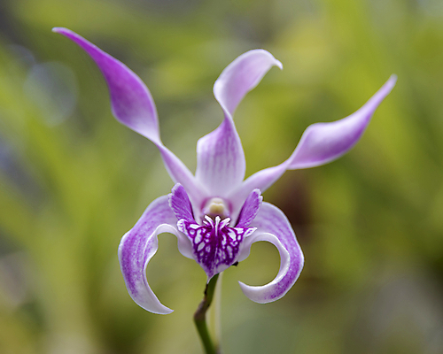 포토 JPG 해외이미지 식물 꽃잎 꽃 줄기 잎 꽃무늬 패턴 자연 씨앗 사람없음 초록색 여름 컬러풀 정원 보라색 봄 벚꽃 난초 식물원 호접란 라일락 내추럴 꽃수술 스리랑카 이국적 해외202008 해외포토 계절 아시아 컬러 무늬 생태계 파일형식