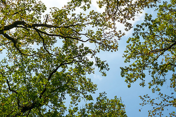 포토 JPG 해외이미지 나무 식물 1 계절 공원 백그라운드 잎 밭 자연 하늘 날씨 풍경 초원 사람없음 야외 목재 초록색 여름 파란색 빛 햇빛 노란색 환경 맑음 봄 가을 흰색 나뭇가지 시골 숲 큼 싱글 장면 내추럴 옛날 수평선 해외202008 해외포토 공공시설 컬러 농업 재료 태양 크기 생태계 파일형식