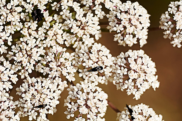 포토 JPG 해외이미지 식물 동물 계절 꽃 나비 곤충 백그라운드 자연 휴식 초원 사람없음 장식 여름 컬러풀 뷰티 환경 정원 봄 낭만 자유 흰색 시골 황무지 우아함 편안함 허브 유기농 데이지 멸종 동물상 생태학 취급주의 해외202008 우호적 해외포토 웰빙 교육 컬러 컨셉 경고 조형물 감각 생태계 파일형식