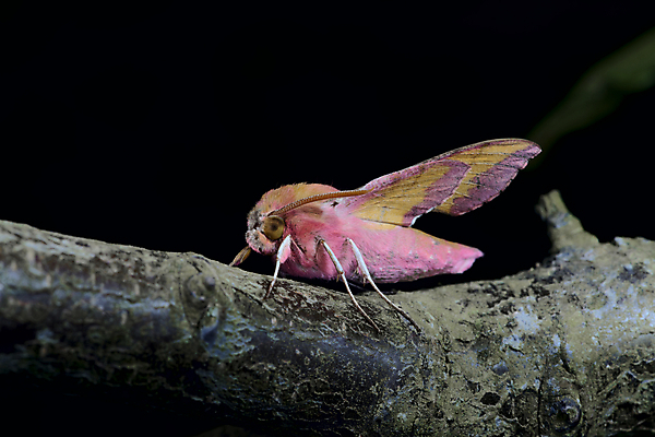 포토 JPG 해외이미지 동물 학생 분홍색 날개 오렌지 자연 코끼리 생물 종류 이끼 사람없음 컬러풀 노란색 놀람 줄무늬 다양 모피 머스터드 묘사 생물학 나무껍질 감탄 특별함 팝 해외202008 해외포토 나무 교육 감정 컬러 다수 컨셉 무늬 과일 포유류 표정 껍질 소스_음식 생태계 파일형식