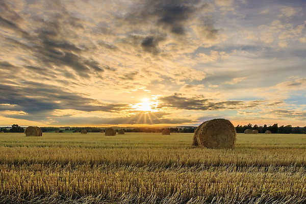 포토 JPG 해외이미지 식물 구름 음식 밭 농업 자연 하늘 건조 풍경 초원 사람없음 야외 여름 파란색 농작물 햇빛 농장 노란색 쌓기 일출 일몰 수확 가을 시골 원형 황금 건초더미 볏짚 낟알 9월 땅 밀 러시아 롤 뭉치 밀짚 내추럴 밭일 호밀 수평선 해외202008 해외포토 자연요소 도형 계절 유럽 산업 컬러 모션 곡류 태양 노을 날짜 건초 짚 생태계 파일형식 더미