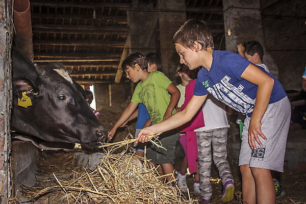 포토 JPG 해외이미지 동물 백인 계절 행복 어린이 백그라운드 농업 가족 자연 놀이 사람 소년 사람없음 야외 초록색 여름 친구 농장 정원 가축 가을 시골 아기 소 작음 걸음마 해외202008 해외포토 서양인 남자 감정 산업 컬러 포유류 관계 모션 크기 생태계 파일형식