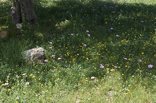 포토 JPG 해외이미지 식물 구름 계절 꽃 꽃무늬 밭 자연 하늘 풍경 잔디 초원 사람없음 야외 초록색 여름 파란색 햇빛 태양 농장 노란색 평화 정원 맑음 봄 벚꽃 흰색 전원 시골 신선 땅 허브 만족 데이지 장면 내추럴 캐모마일 평야 수평선 해외202008 해외포토 자연요소 감정 컬러 컨셉 무늬 농업 날씨 전기에너지 생태계 파일형식