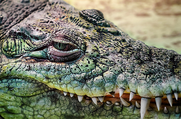 포토 JPG 해외이미지 동물 응시 야생동물 백그라운드 부분 파충류 자연 웃음 사람없음 초록색 노란색 머리 입 닫기 치아 위험 큼 가죽 손목시계 피부 사냥 날카로움 육식동물 악어 이국적 디테일 해외202008 해외포토 시선 시계 컬러 컨셉 장신구 모션 표정 신체부위 소화기관 크기 생태계 파일형식