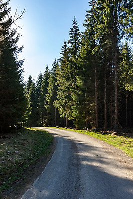 포토 JPG 해외이미지 나무 식물 유럽 길 여행 낙엽 곡선 자국 자연 독일 풍경 사람없음 야외 초록색 컬러풀 햇빛 태양 환경 봄 하이킹 소나무 황무지 숲 오솔길 침엽수 삼림지대 해외202008 해외포토 자연요소 계절 나라 선 컬러 잎 레저 생태계 파일형식