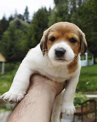 포토 JPG 해외이미지 동물 응시 공원 행복 백그라운드 포유류 자연 건강 서기 잔디 사람없음 야외 초록색 여름 반려동물 장난감 갈색 노란색 머리 바위 흰색 개 강아지 작음 코 사냥개 귀 비글 사냥꾼 송곳니 기르기 복종 유래 표준 해외202008 우호적 해외포토 식물 직업 시선 계절 공공시설 감정 컬러 컨셉 모션 신체부위 돌_바위 치아 크기 생태계 돌봄 파일형식