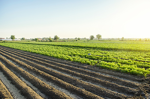 포토 JPG 해외이미지 식물 유럽 산업 음식 밭 농업 채소 감자 풍경 초원 사람없음 야외 초록색 여름 농장 농경지 맑음 당근 수확 시골 신선 최고 유기농 뿌리 밭일 줄서기 지원 세련 해외202008 해외포토 웰빙 계절 나라 컬러 모션 날씨 뿌리채소 파일형식
