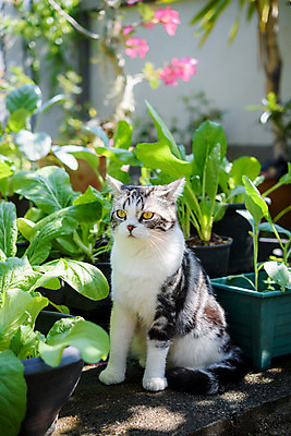 포토 JPG 해외이미지 나무 동물 응시 꽃 행복 백그라운드 채소 오렌지 자연 아침 휴식 털 따뜻함 건강 사람없음 반려동물 햇빛 정원 고양이 회색 흰색 닫기 모피 코 양배추 부드러움 얼룩무늬 솜털 거짓말 안락 해외202008 해외포토 주간 식물 시선 감정 컬러 컨셉 무늬 과일 포유류 모션 신체부위 태양 감각 생태계 파일형식
