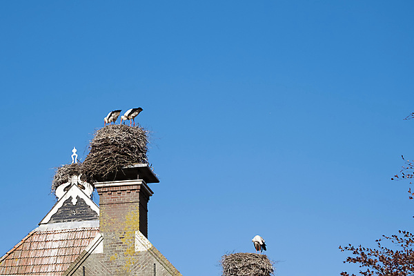 포토 JPG 해외이미지 동물 커플 계절 야생동물 여행 백그라운드 자연 조류 하늘 지붕 바람 주택 3 굴뚝 서기 사람없음 목재 파란색 머리 우주 환경 봄 흰색 나뭇가지 시골 둥지 보호 정상 큼 깃털 묘사 부리 밀짚 해외202008 해외포토 자연요소 나무 컬러 컨셉 재료 관계 모션 날씨 건물 신체부위 짚 크기 생태계 파일형식