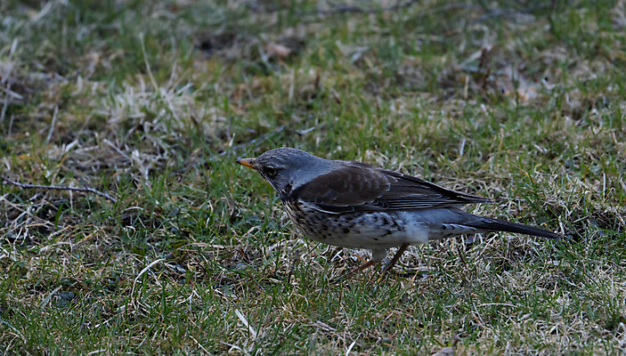 포토 JPG 해외이미지 나무 동물 열매 야생동물 백그라운드 겨울 밭 날개 오렌지 자연 조류 앉기 사람없음 목재 빨간색 갈색 노란색 봄 회색 흰색 나뭇가지 관찰 숲 깃털 싱글 꼬리 부리 내추럴 고립 동물상 해외202008 해외포토 식물 계절 컬러 농업 과일 재료 모션 조형물 생태계 파일형식
