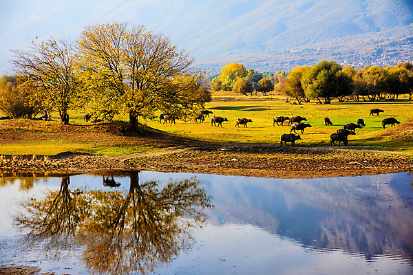 포토 JPG 해외이미지 동물 야생동물 음식 밭 포유류 자연 초식동물 뿔 풍경 초원 사람없음 농경지 머리 일출 환경 가축 힘 일몰 수확 안개 가을 소 역사 군중 방목 들소 심볼 황소 먼지 서쪽 옛날 힘찬 해외202008 해외포토 계절 컨셉 농업 날씨 사람 신체부위 농장 노을 축산업 방향 생태계 파일형식