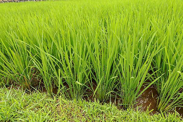 포토 JPG 해외이미지 식물 전통 계절 공원 아시아 음식 백그라운드 농업 태국 자연 밥 동양인 풍경 잔디 초원 사람없음 야외 초록색 물 여름 농작물 농장 농경지 노란색 봄 수확 성장 흰색 시골 신선 낟알 유기농 장면 내추럴 논밭 밭일 해외202008 해외포토 자연요소 웰빙 공공시설 나라 산업 컬러 밭 논 인종 생태계 파일형식