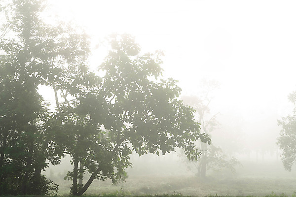 포토 JPG 해외이미지 나무 계절 공원 도로 길 여행 백그라운드 낙엽 잎 겨울 자국 자연 아침 풍경 사람없음 초록색 빛 컬러풀 새벽 추위 안개 가을 흰색 나뭇가지 시골 신선 숲 공상 내추럴 뿌연 해외202008 해외포토 주간 자연요소 식물 공공시설 컬러 교통시설 날씨 생태계 파일형식