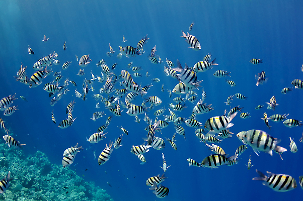 포토 JPG 해외이미지 동물 꽃 야생동물 바다 섬 백그라운드 학교 자연 이집트 어류 사람없음 빨간색 물 여름 파란색 빛 컬러풀 햇빛 환경 정원 수중 수영 활발 구멍 산호 아래 생태계 질감 생물학 장면 지느러미 암초 깊이 식민지 이국적 해외202008 해외포토 자연요소 식물 계절 교육 컬러 컨셉 아프리카 태양 수중동물 수상스포츠 자포동물 방향 위치 파일형식