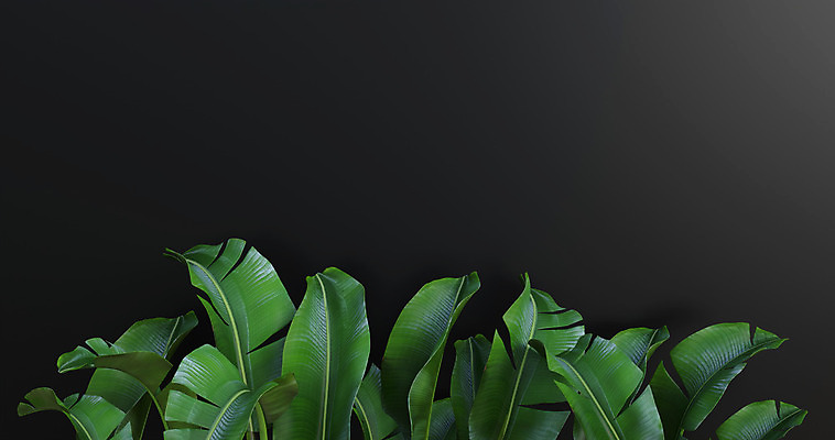 포토 JPG 해외이미지 벽 백그라운드 잎 바닥 바나나 사람없음 초록색 3D 우주 검은색 상품 진열장 장면 해외202008 해외포토 식물 컬러 과일 디지털합성 파일형식