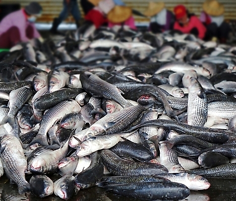 포토 JPG 해외이미지 음식 농업 노동자 어류 사람없음 쌓기 신선 시장 해산물 날것 어장 경매 많음 해외202008 해외포토 직업 산업 컨셉 모션 경제 수중동물 파일형식