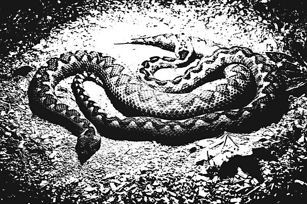 EPS 해외이미지 동물 디자인 옷 벽 백그라운드 패턴 일러스트 파충류 자연 벽지 표면 추상 미술 그래픽 장식 검은색 고통 회색 수확 흰색 직물 거친 뱀 인쇄 가죽 천 피부 고민 질감 복고 악어 덮기 내추럴 그런지 엘리먼트 옛날 해외202008 해외일러스트 감정 컬러 무늬 농업 모션 문화예술 신체부위 생태계 파일형식 벡터