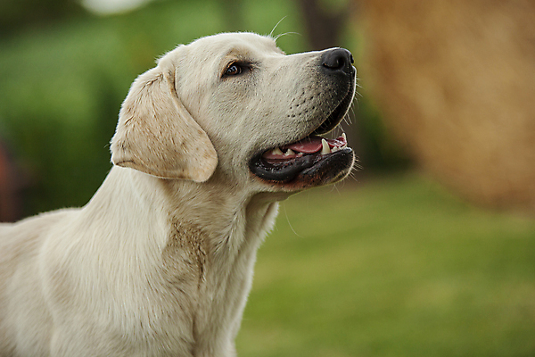 포토 JPG 해외이미지 동물 1 응시 여자 행복 얼굴 새끼 백그라운드 포유류 자연 털 실험 앉기 사람없음 야외 반려동물 갈색 노란색 머리 검은색 우정 흰색 아기 황금 개 리트리버 달콤 강아지 작음 래브라도리트리버 송곳니 고립 기르기 유래 해외202008 해외포토 시선 감정 컬러 모션 사람 신체부위 친구 맛 치아 크기 생태계 돌봄 파일형식
