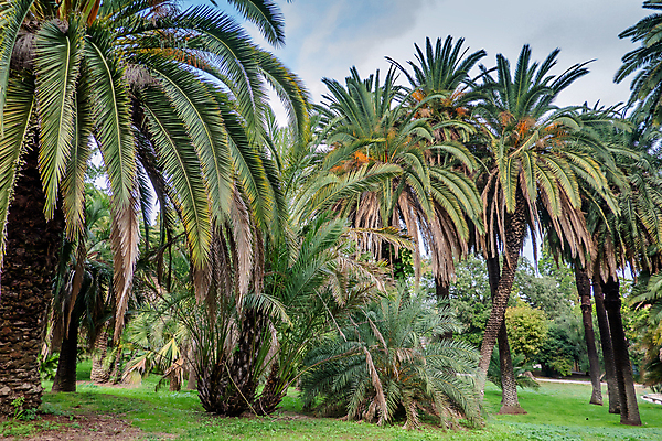 포토 JPG 해외이미지 나무 식물 전통 공원 꽃 호수 잎 건축양식 자연 손바닥 풍경 사람없음 야외 빨간색 초록색 물 정원 보라색 침묵 봄 이탈리아 가을 전원 연못 도시 개화 로마 대나무 언덕 식물원 기념물 해외202008 해외포토 자연요소 손 계절 공공시설 건축 유럽 컬러 소리 전기에너지 생태계 파일형식