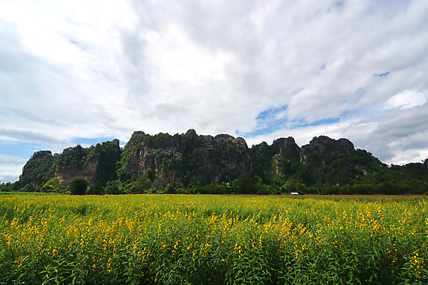 포토 JPG 해외이미지 식물 디자인 꽃 백그라운드 밭 농업 일러스트 태국 자연 추상 풍경 초원 사람없음 야외 초록색 여름 빛 햇빛 농장 노란색 환경 정원 맑음 봄 벚꽃 시골 신선 삼 소프트포커스 유기농 보케 부드러움 문제 내추럴 꼬투리 밭일 많음 해외202008 해외포토 웰빙 계절 산업 아시아 컬러 컨셉 무늬 채소 날씨 촬영기법 태양 감각 생태계 파일형식