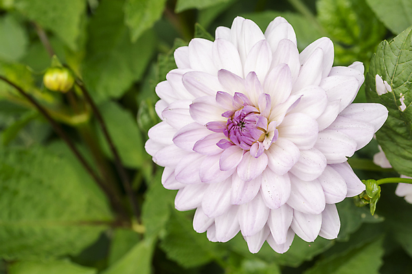 포토 JPG 해외이미지 식물 꽃잎 꽃 분홍색 백그라운드 꽃무늬 자연 사람없음 초록색 컬러풀 노란색 정원 보라색 봄 벚꽃 흰색 신선 개화 클로버 데이지 내추럴 해외202008 해외포토 계절 컬러 무늬 생태계 파일형식