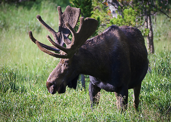 포토 JPG 해외이미지 동물 호수 야생동물 포유류 자연 산 털 종류 사람없음 물 갈색 어둠 코트 종 흰색 소나무 소 습지 숲 위험 큼 시원함 속눈썹 버드나무 황소 코 귀 무거움 주둥이 엘크 콜로라도 벨벳 해외202008 해외포토 자연요소 나무 컬러 컨셉 신체부위 미국 외투 무게 크기 실크 눈썹 생태계 파일형식