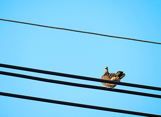 포토 JPG 해외이미지 동물 행복 선 백그라운드 겨울 목걸이 자연 조류 하늘 아침 동양인 사람없음 파란색 빛 태양 검은색 중국 힘 자유 흰색 점 철사 목 동쪽 해외202008 해외포토 주간 자연요소 계절 감정 아시아 컬러 컨셉 장신구 인종 신체부위 방향 생태계 파일형식