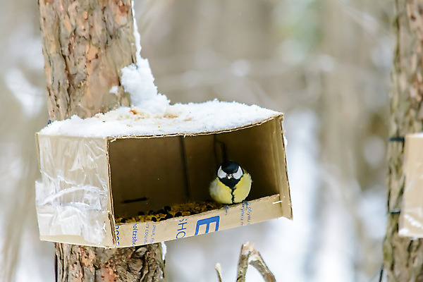 포토 JPG 해외이미지 동물 계절 공원 야생동물 음식 백그라운드 겨울 날개 자연 조류 날씨 씨앗 사람없음 야외 목재 상자 환경 정원 냉동 추위 숲 작음 먹이 낟알 깃털 생물학 꼬리 서리 부리 내추럴 동물상 수수 수유 눈내림 해외202008 해외포토 나무 식물 공공시설 교육 재료 눈_날씨 조형물 크기 생태계 파일형식